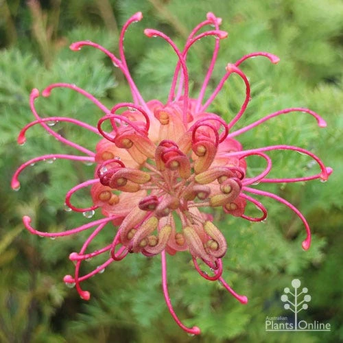 Grevillea Soopa Doopa 4 Grevillea Soopa Doopa - Image 4