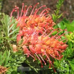 Grevillea Soopa Doopa