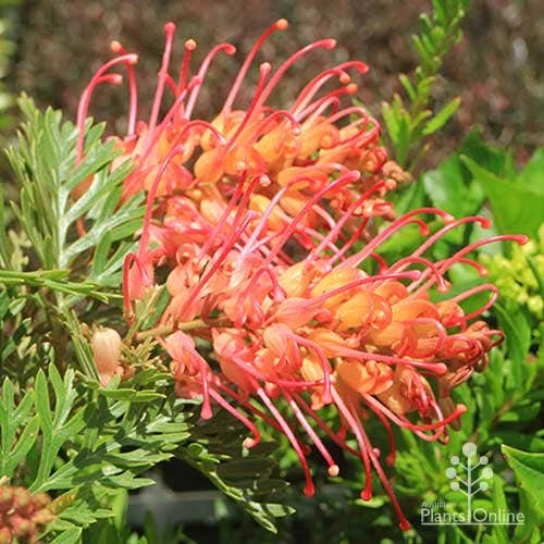 Grevillea Soopa Doopa 1 Grevillea Soopa Doopa