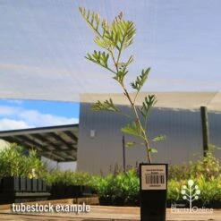 Grevillea Soopa Doopa 15 Grevillea Soopa Doopa -Plant Seed Store apo soopa doopa tubestock