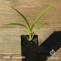 Spathoglottis Purple Haze - Native Orchid 5 Spathoglottis Purple Haze - Native Orchid -Plant Seed Store apo spathoglottis purple haze tubestock