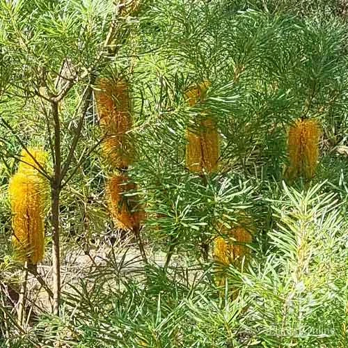 Banksia Spinulosa - Hairpin Banksia 2 Banksia Spinulosa - Hairpin Banksia - Image 2
