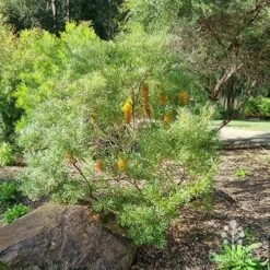 Banksia Spinulosa - Hairpin Banksia 13 Banksia Spinulosa - Hairpin Banksia -Plant Seed Store apo spinulosa in winter