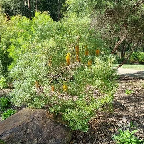 Banksia Spinulosa - Hairpin Banksia 6 Banksia Spinulosa - Hairpin Banksia - Image 6