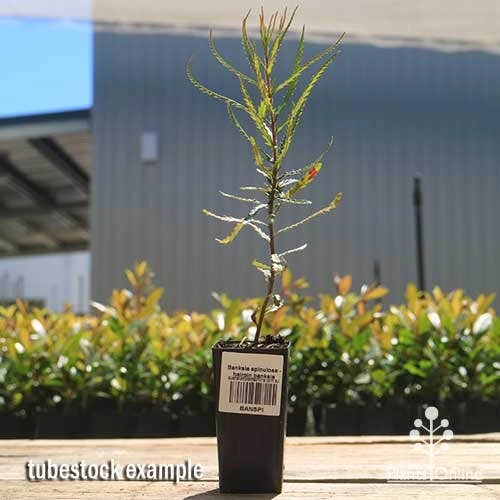 Banksia Spinulosa - Hairpin Banksia 3 Banksia Spinulosa - Hairpin Banksia - Image 3