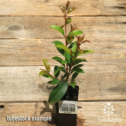 Syzygium Straight And Narrow - Lilly Pilly 2 Syzygium Straight And Narrow - Lilly Pilly - Image 2