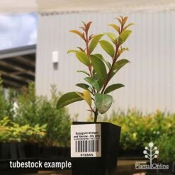 Syzygium Straight And Narrow - Lilly Pilly 11 Syzygium Straight And Narrow - Lilly Pilly -Plant Seed Store apo straight and narrow tubestock