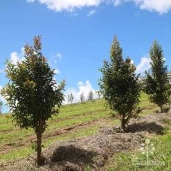 Syzygium Straight And Narrow - Lilly Pilly 10 Syzygium Straight And Narrow - Lilly Pilly -Plant Seed Store apo straight narrow nursery planting