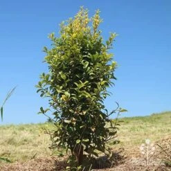 Syzygium Straight And Narrow - Lilly Pilly 12 Syzygium Straight And Narrow - Lilly Pilly -Plant Seed Store apo straight narrow planting