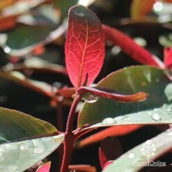 Eucalyptus Olida - Strawberry Gum 10 Eucalyptus Olida - Strawberry Gum -Plant Seed Store apo strawberry gum dewdrop