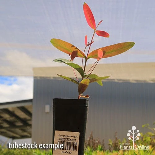 Eucalyptus Olida - Strawberry Gum 2 Eucalyptus Olida - Strawberry Gum - Image 2