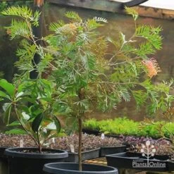 Grevillea Strawberry Pops 24 Grevillea Strawberry Pops -Plant Seed Store apo strawberry pops grevillea motherstock pot