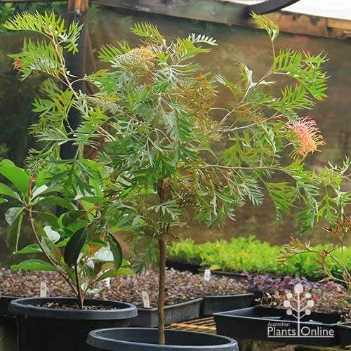 Grevillea Strawberry Pops 5 Grevillea Strawberry Pops - Image 5