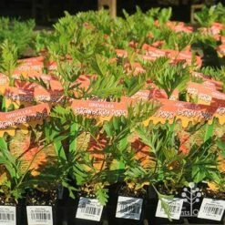 Grevillea Strawberry Pops 33 Grevillea Strawberry Pops -Plant Seed Store apo strawberry pops grrevillea tubestock branded