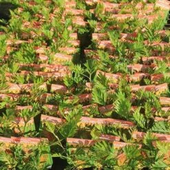 Grevillea Strawberry Pops 39 Grevillea Strawberry Pops -Plant Seed Store apo strawberry pops grrevillea tubestock labelled