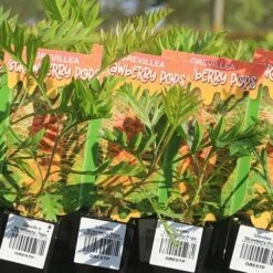 Grevillea Strawberry Pops 25 Grevillea Strawberry Pops -Plant Seed Store apo strawberry pops grrevillea tubestock labels