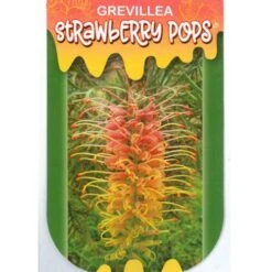 Grevillea Strawberry Pops 38 Grevillea Strawberry Pops -Plant Seed Store apo strawberry pops label