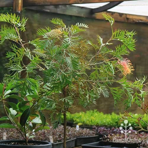 Grevillea Strawberry Pops 13 Grevillea Strawberry Pops - Image 13