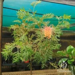 Grevillea Strawberry Pops 37 Grevillea Strawberry Pops -Plant Seed Store apo strawberry pops motherstock young