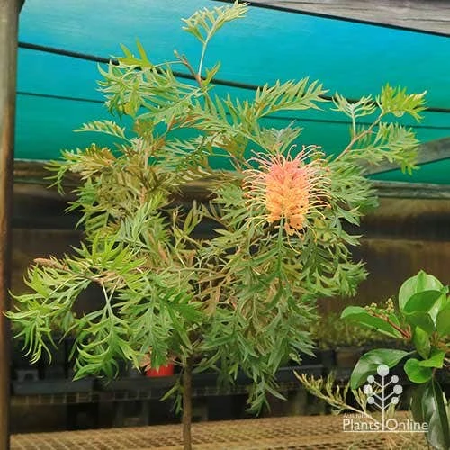 Grevillea Strawberry Pops 18 Grevillea Strawberry Pops - Image 18