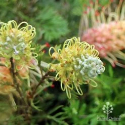 Grevillea Strawberry Sundae -Plant Seed Store apo strawberry sundae flowerbuds