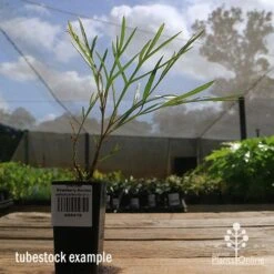 Grevillea Strawberry Sundae -Plant Seed Store apo strawberry sundae tubestock side