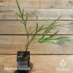 Grevillea Strawberry Sundae -Plant Seed Store apo strawberry sundae tubestock top