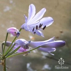 Agapanthus Streamline 23 Agapanthus Streamline -Plant Seed Store apo streamline backlit flower