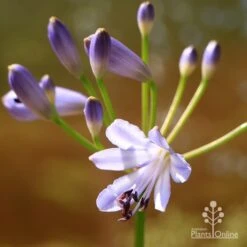 Agapanthus Streamline 19 Agapanthus Streamline -Plant Seed Store apo streamline flower closeup