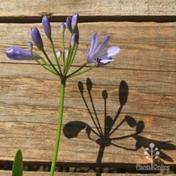 Agapanthus Streamline 27 Agapanthus Streamline -Plant Seed Store apo streamline flower shadow