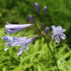 Agapanthus Streamline 24 Agapanthus Streamline -Plant Seed Store apo streamline november