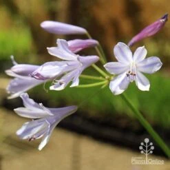 Agapanthus Streamline 20 Agapanthus Streamline -Plant Seed Store apo streamline november sun