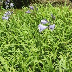 Agapanthus Streamline 29 Agapanthus Streamline -Plant Seed Store apo streamline plants