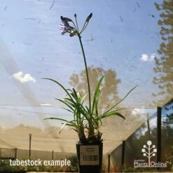 Agapanthus Streamline 21 Agapanthus Streamline -Plant Seed Store apo streamline tubestock blue sky