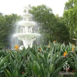 Strelitzia Reginae - Bird Of Paradise 12 Strelitzia Reginae - Bird Of Paradise -Plant Seed Store apo strelitzia carlton gardens