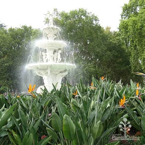 Strelitzia Reginae - Bird Of Paradise 4 Strelitzia Reginae - Bird Of Paradise - Image 4