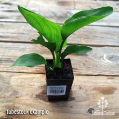 Strelitzia Reginae - Bird Of Paradise 11 Strelitzia Reginae - Bird Of Paradise -Plant Seed Store apo strelitzia tubestock top