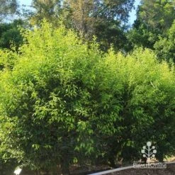 Acmena Sublime -Plant Seed Store apo sublime hedge nursery