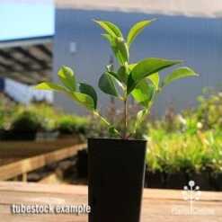 Acmena Sublime -Plant Seed Store apo sublime tubestock smaller