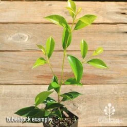 Acmena Sublime -Plant Seed Store apo sublime tubestock top