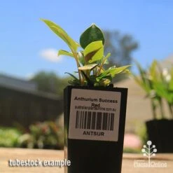 Anthurium Success Red 11 Anthurium Success Red -Plant Seed Store apo success red anthurium tubestock small