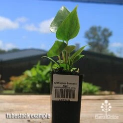 Anthurium Success Red 10 Anthurium Success Red -Plant Seed Store apo success red tubestock