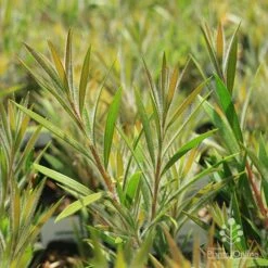 Callistemon Summer Days™ 11 Callistemon Summer Days™ -Plant Seed Store apo summer days callistemon foliage