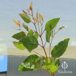 Eucalyptus Summer Scentsation - Flowering Gum -Plant Seed Store apo summer scentsation foliage
