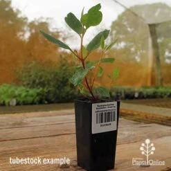 Eucalyptus Summer Scentsation - Flowering Gum -Plant Seed Store apo summer scentsation gum tubestock