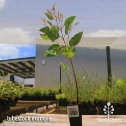 Eucalyptus Summer Scentsation - Flowering Gum -Plant Seed Store apo summer scentsation tubestock 1