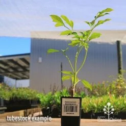 Radermachera Summerscent 5 Radermachera Summerscent -Plant Seed Store apo summerscent tubestock