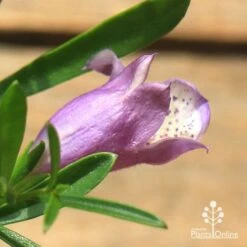 Eremophila Summertime Blue - Emu Bush 12 Eremophila Summertime Blue - Emu Bush -Plant Seed Store apo summertime blue eremophila flower