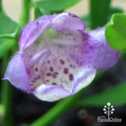 Eremophila Summertime Blue - Emu Bush 15 Eremophila Summertime Blue - Emu Bush -Plant Seed Store apo summertime blue eremophila flower macro