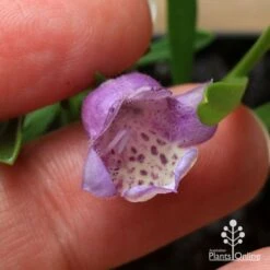 Eremophila Summertime Blue - Emu Bush 13 Eremophila Summertime Blue - Emu Bush -Plant Seed Store apo summertime blue eremophila flower size